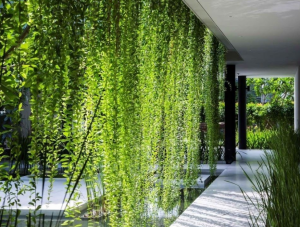 Teras dengan Tumbuhan Merambat